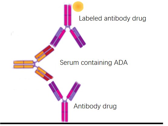 Bridging ELISA for ADA testing.